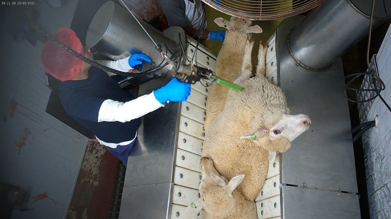 Sheep in stunning restraint