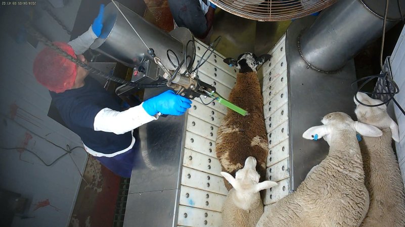 Sheep in stunning restraint