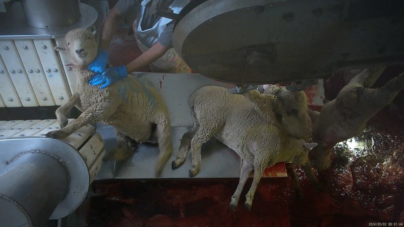 Sheep jumps from stunning restraint