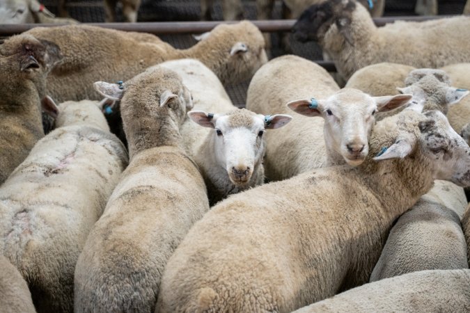 Sheep in slaughterhouse holding pens