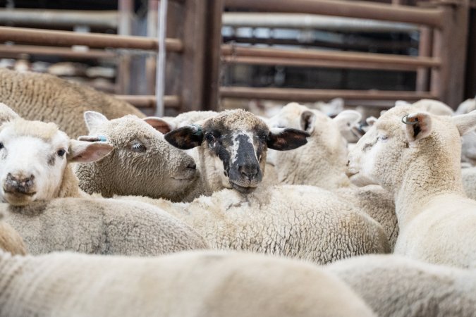 Sheep in slaughterhouse holding pens