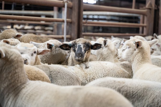 Sheep in slaughterhouse holding pens