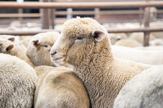 Sheep in slaughterhouse holding pens