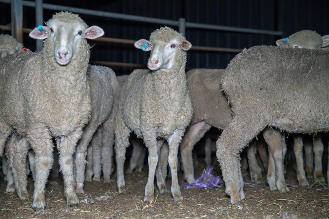 Sheep in slaughterhouse holding pens