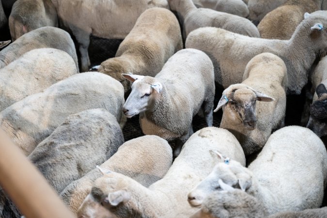 Sheep in slaughterhouse holding pens