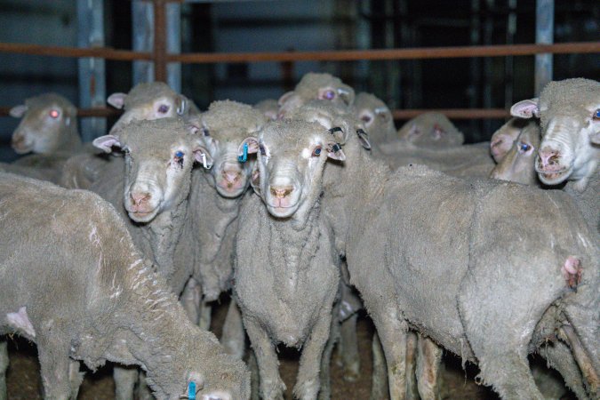 Sheep in slaughterhouse holding pens