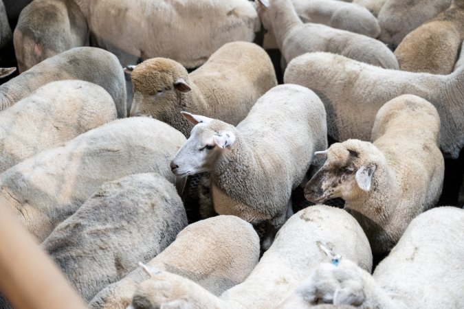 Sheep in slaughterhouse holding pens