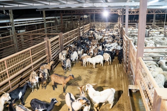 Goats in Slaughterhouse Holding Pens