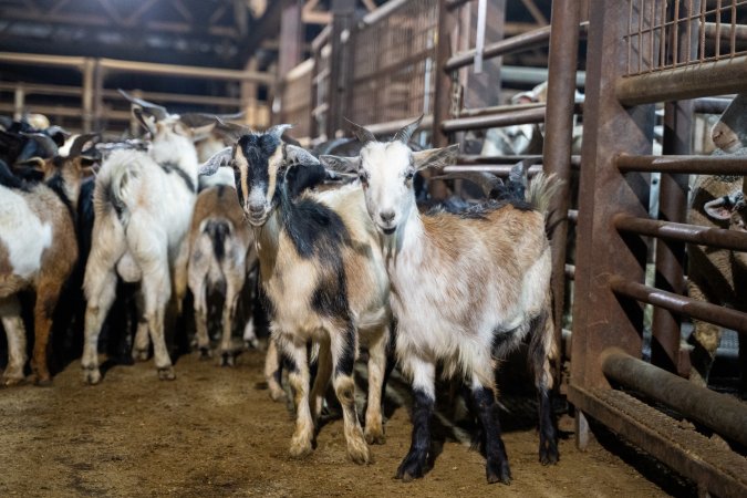 Goats in Slaughterhouse Holding Pens