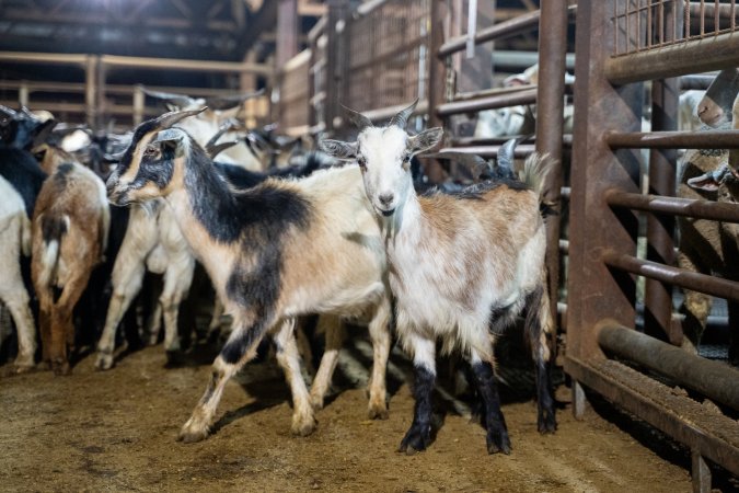 Goats in Slaughterhouse Holding Pens