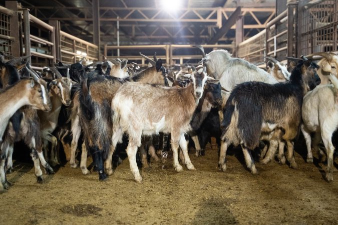 Goats in Slaughterhouse Holding Pens