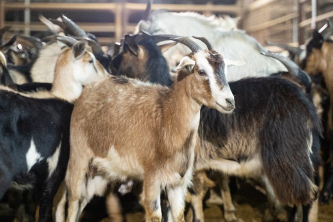 Goats in Slaughterhouse Holding Pens