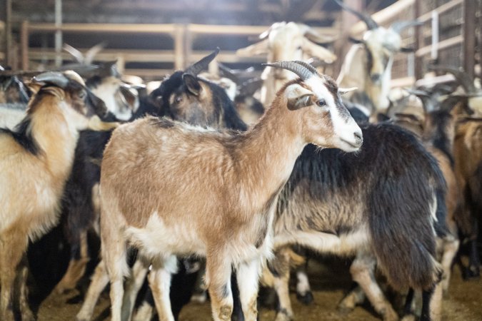 Goats in Slaughterhouse Holding Pens