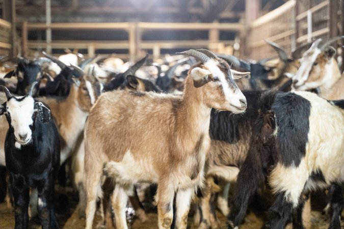 Goats in Slaughterhouse Holding Pens