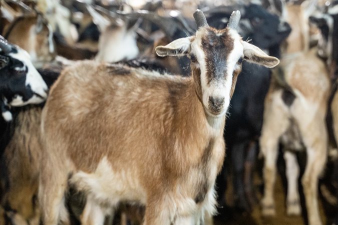 Goats in Slaughterhouse Holding Pens