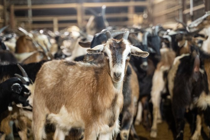 Goats in Slaughterhouse Holding Pens