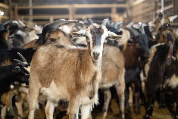 Goats in Slaughterhouse Holding Pens