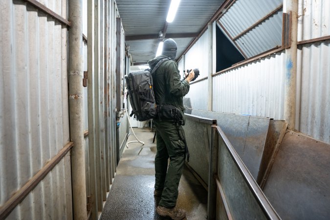 Investigator Films Inside Slaughterhouse