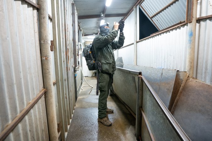 Investigator Films Inside Slaughterhouse