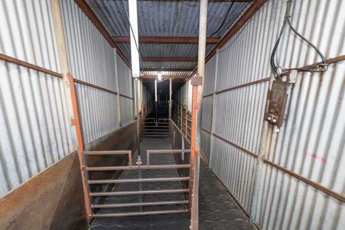 Race Leading to Restraint and Kill Room At Slaughterhouse