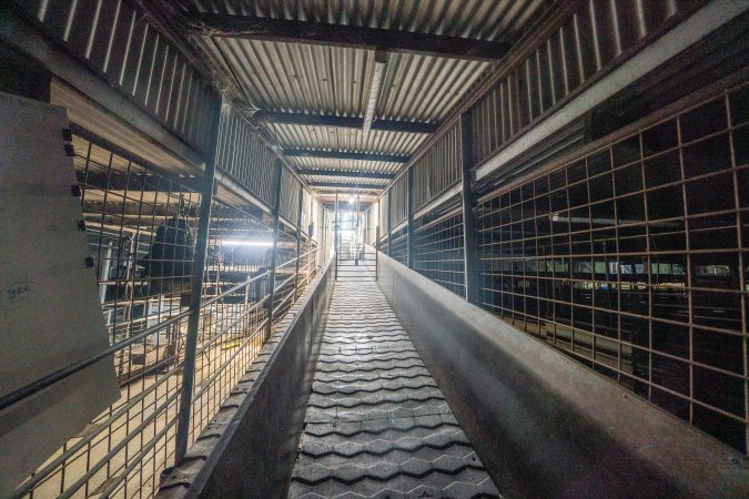 Race Leading to Restraint and Kill Room At Slaughterhouse