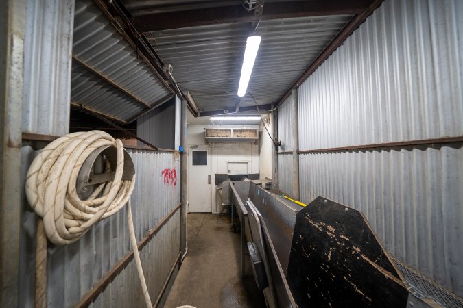 Race Leading to Restraint and Kill Room At Slaughterhouse