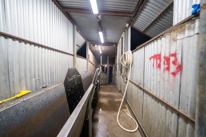 Race Leading to Restraint and Kill Room At Slaughterhouse