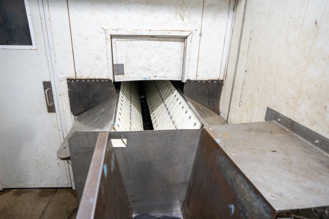 Race Leading to Restraint and Kill Room At Slaughterhouse