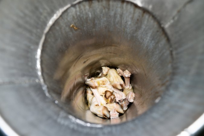 Hooves Of Goats Inside Chute In Slaughterhouse Kill Room