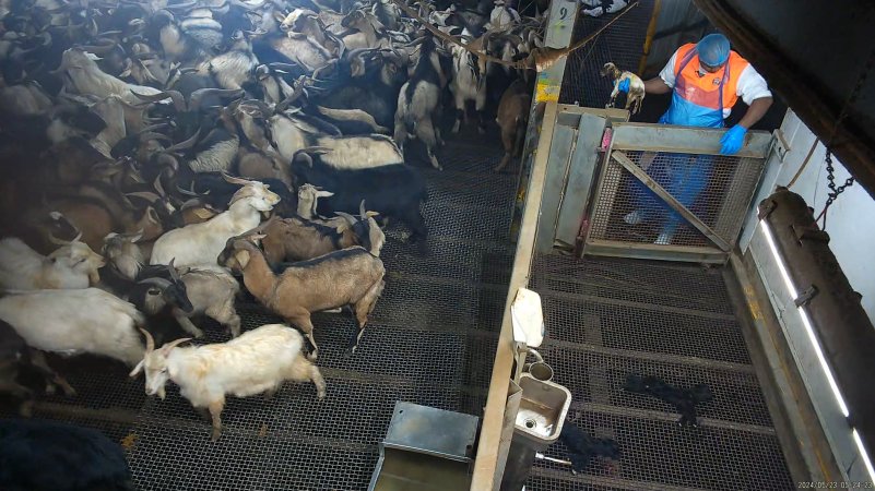 Newborn goat brought to holding pen