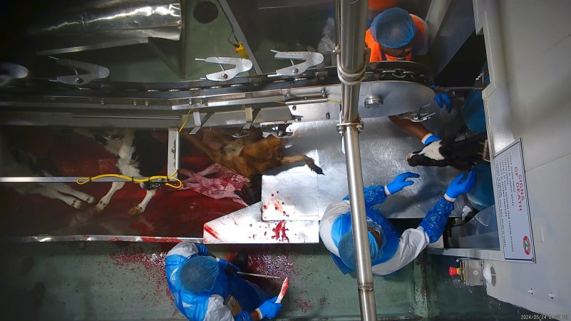 Bloody bobby calf struggling in blood drain