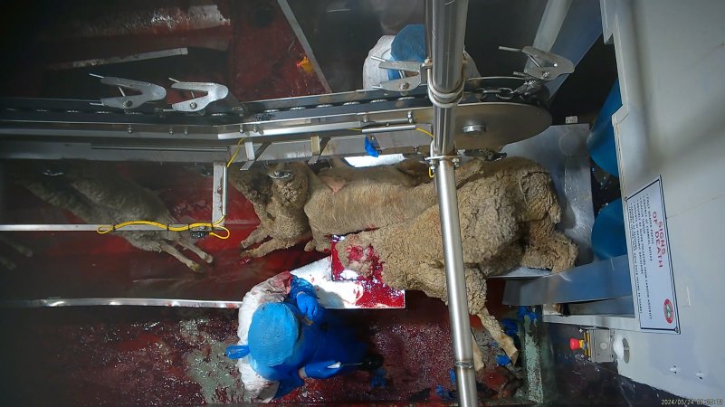 A worker appears to eat part of a sheep's carcass