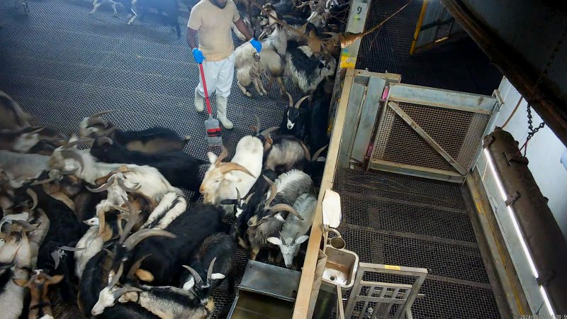 Worker carrying a baby goat to the kill pen