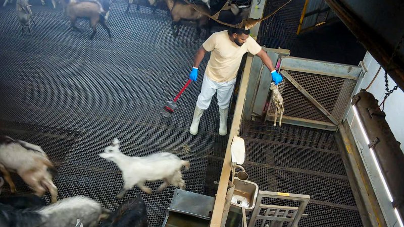 Worker carrying a baby goat to the kill pen