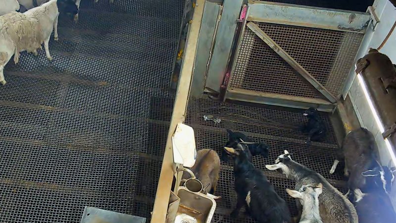 Baby goat with hoof stuck in grate of kill pen