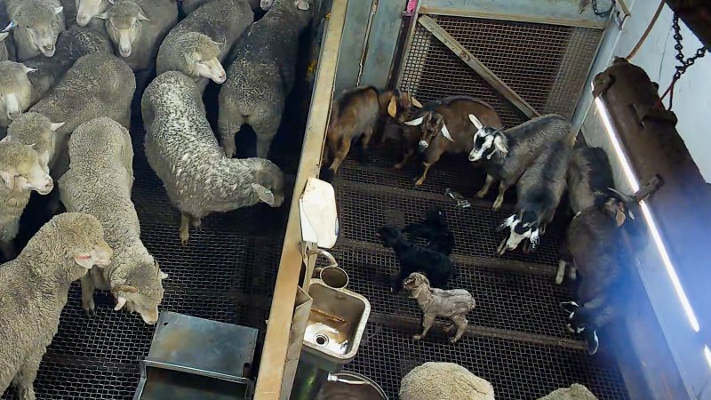 Baby goats crying out in kill pen