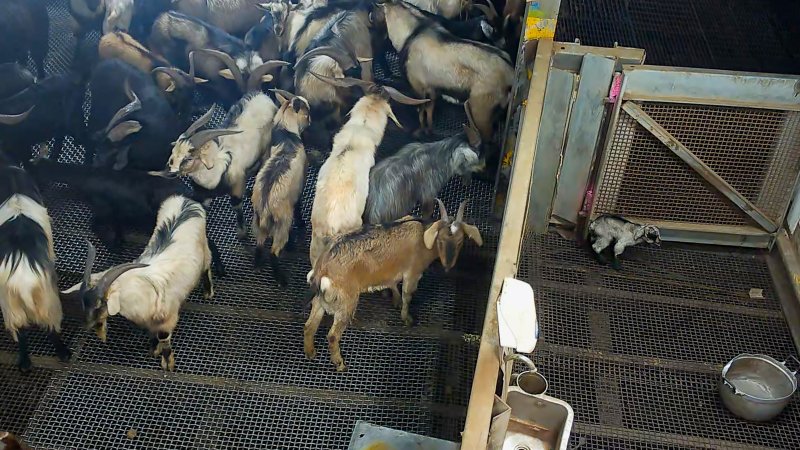 Baby goat crying out in kill pen