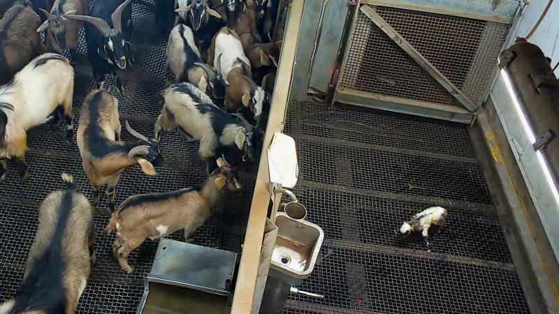 Newborn goat attempting to stand