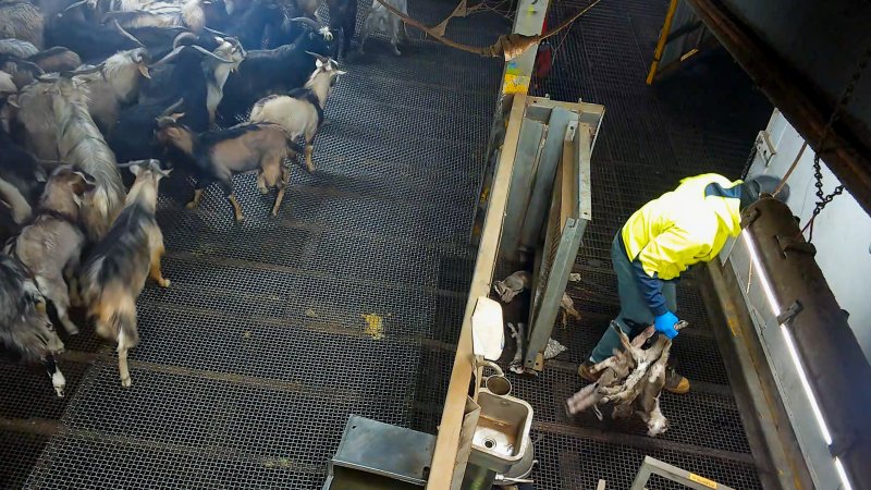 Worker collects bodies of baby goats