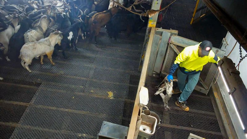 Worker collects bodies of baby goats