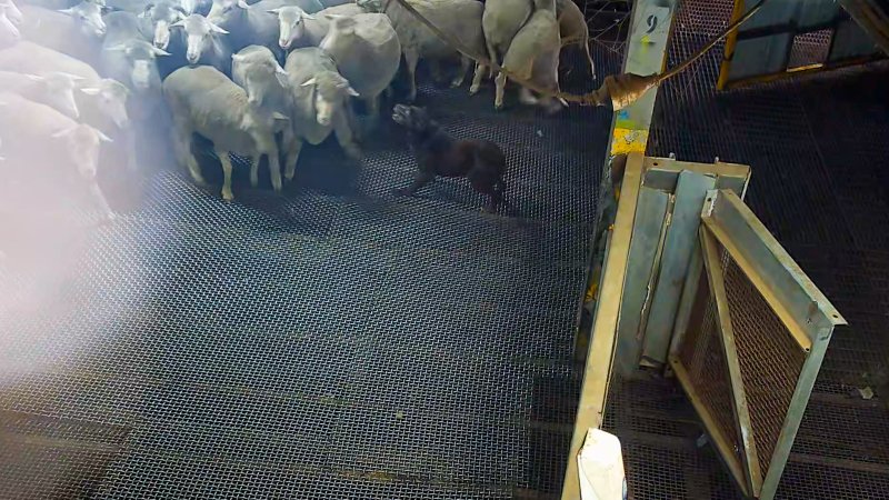 Dog barks at sheep