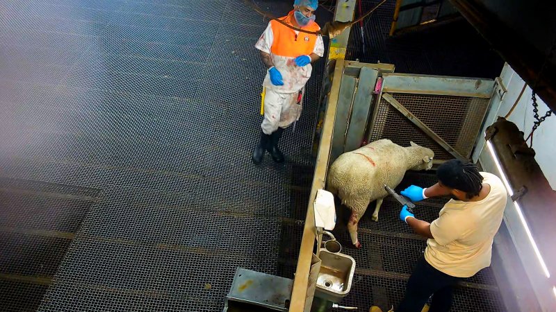 Worker prepares to shoot sheep with bolt gun