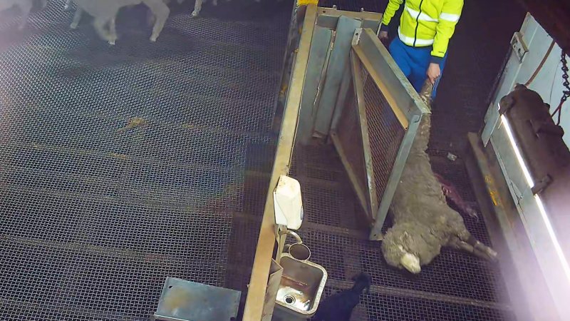 Sheep dragged from kill pen