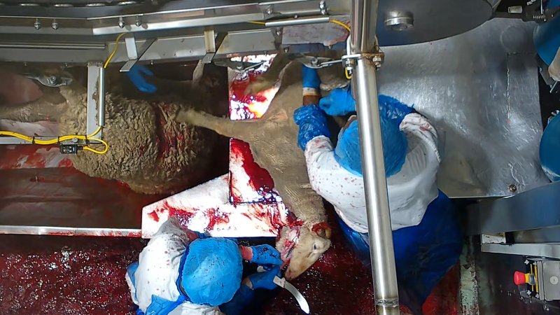 Worker cuts into the side of a sheep's face