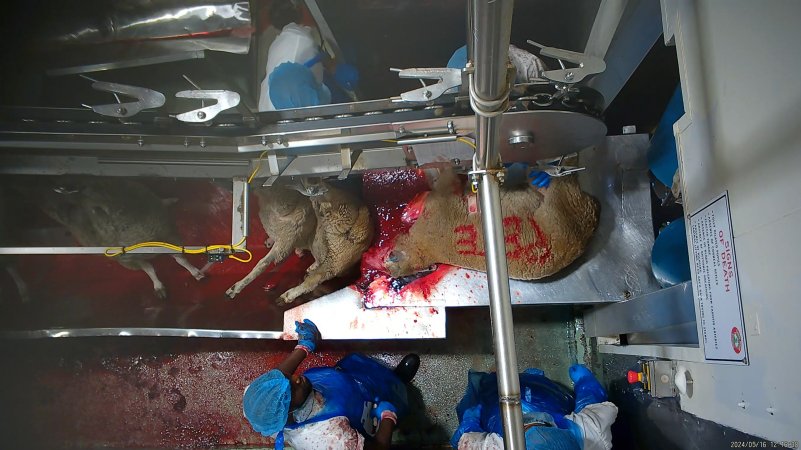 A worker writes his name on a sheep in blood