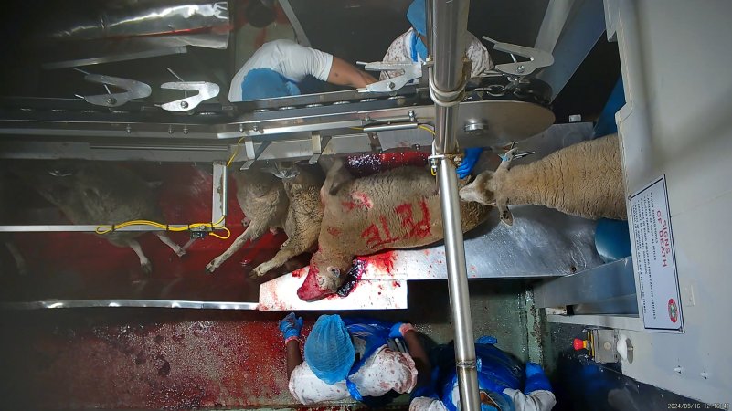 A worker writes his name on a sheep in blood