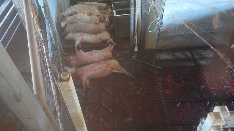 Pigs piled in in kill room