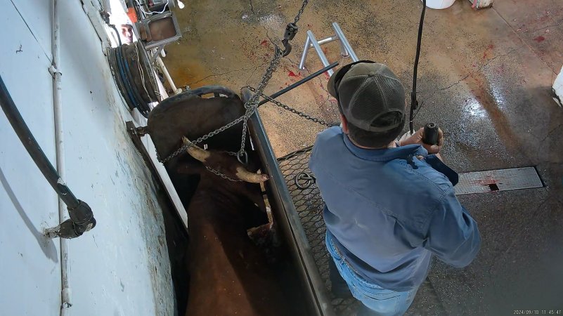 Cow chained around head