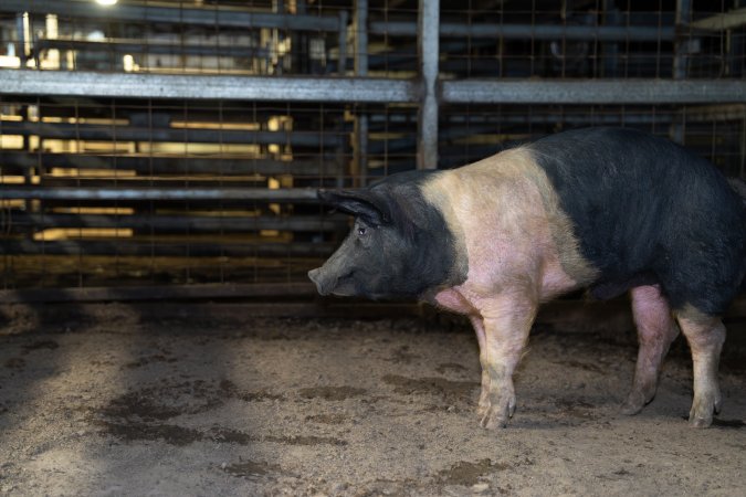 A pig in the holding pens