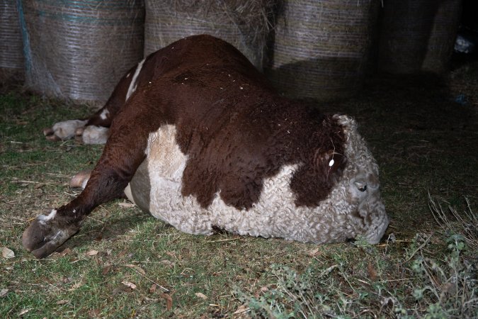 A dead bull near unloading ramp